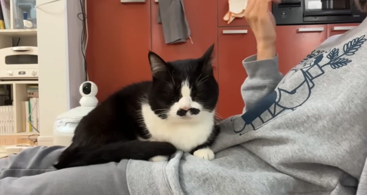 うこまチャンネル まめちゃん