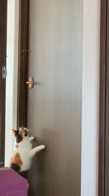 猫 ドア開け