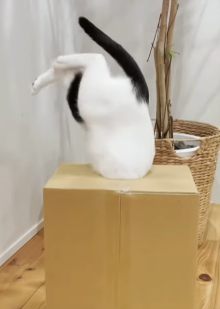 段ボール 猫