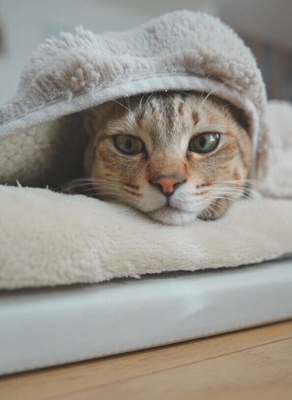 保護猫 てんちゃん