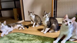 泥猫シェルター 泥猫倶楽部