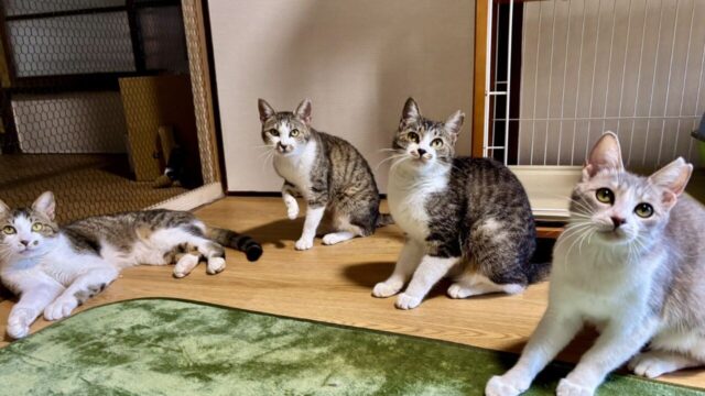 ねこナビ｜猫専門メディア