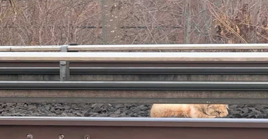 電車 猫