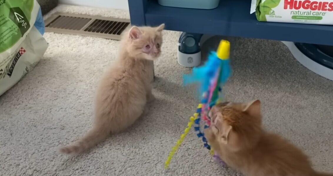 盲目 子猫
