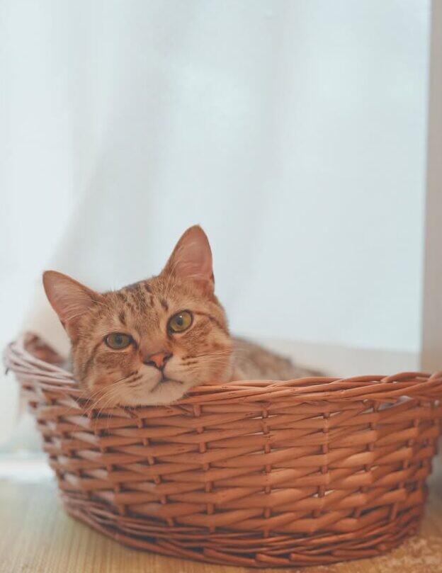 保護猫 てんちゃん