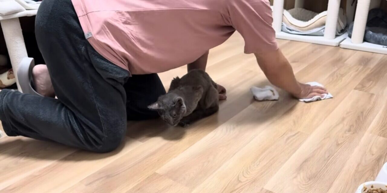 はーちゃんねる ぐれこちゃん