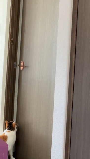 猫 ドア開け