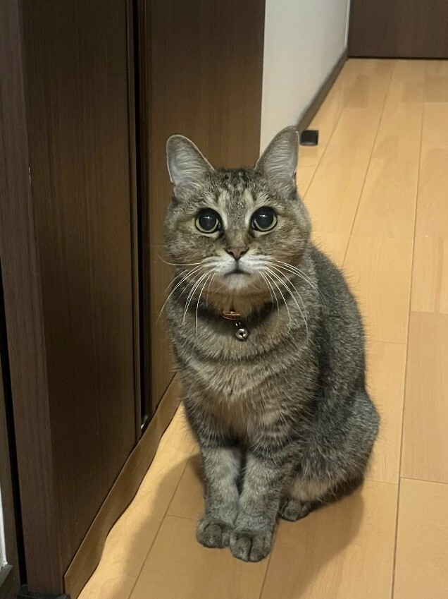 ばんばんちゃん 看取り