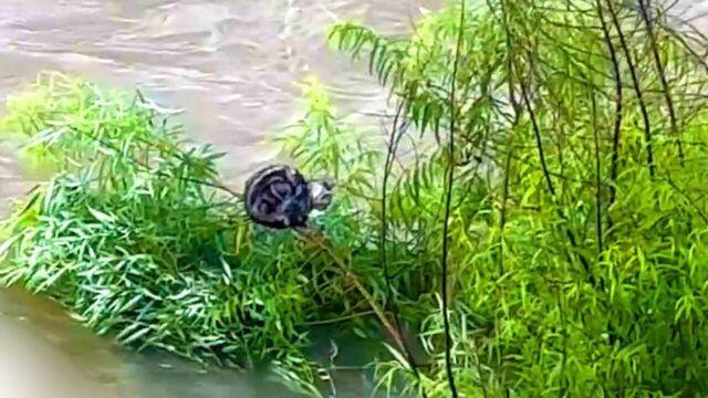 飲まず食わずで丸2日…濁流の中に取り残された猫を救え！緊急事態を制した手段とは！？