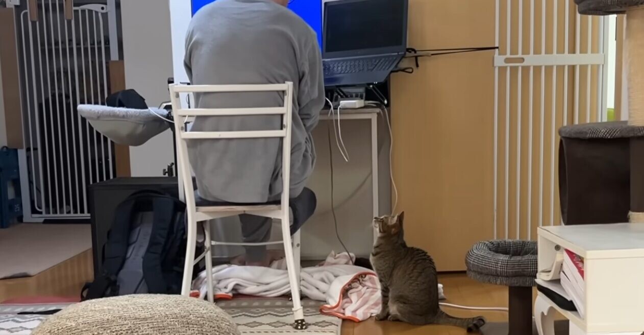 猫 夫 恋人同士