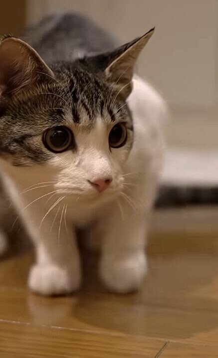 ドア開け 猫