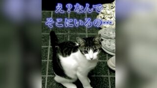 ドア開け　猫