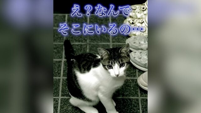 部屋に隔離していたはずの子猫がいない…！庭で保護した子猫が隠し持っていた“驚きの特技”