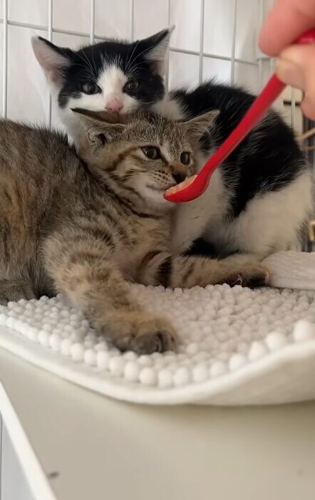 ちゅ~る 子猫