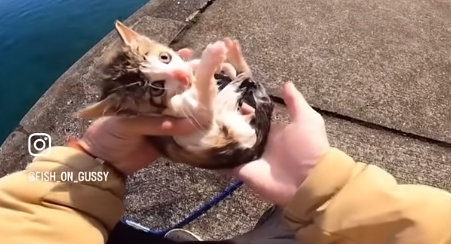 イカ釣り 子猫 救助