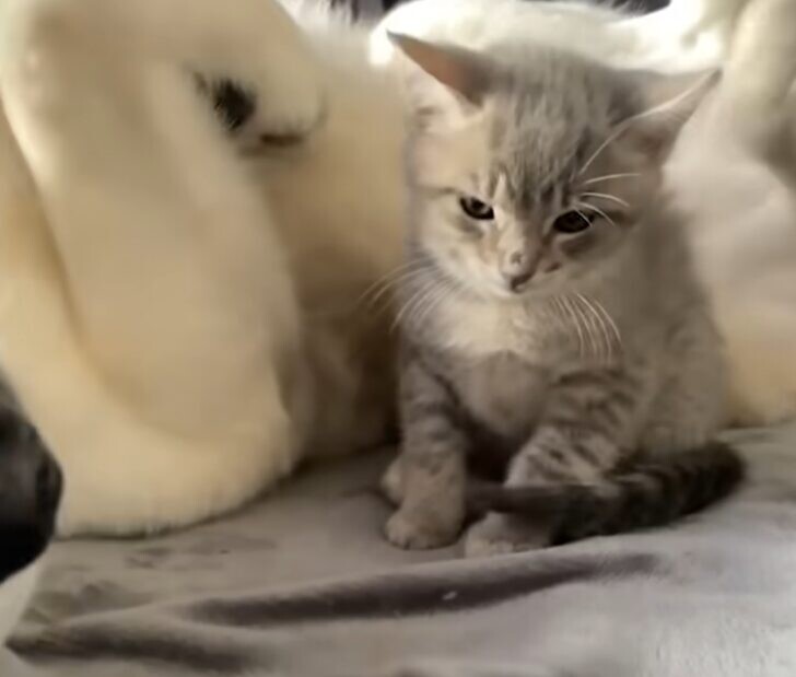 配達員 子猫