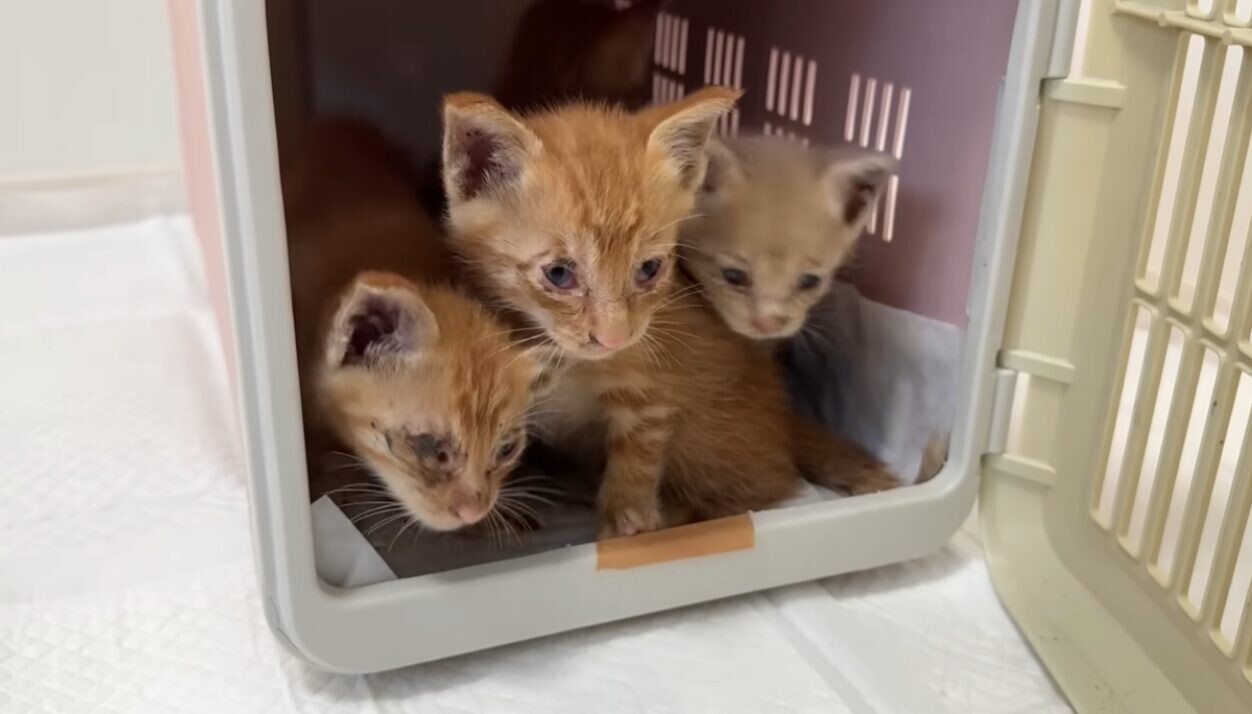 倉庫 子猫 保護