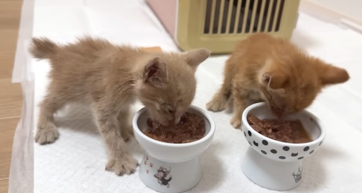 倉庫 子猫 保護
