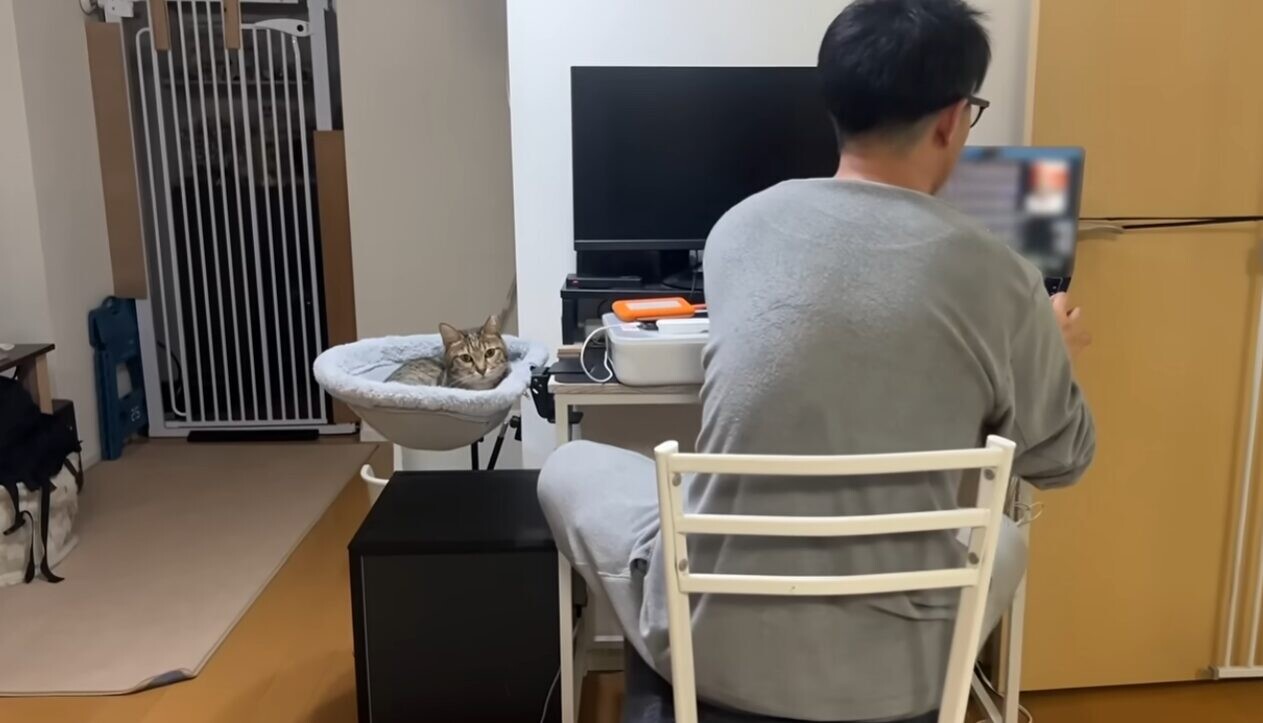 猫 夫 恋人同士
