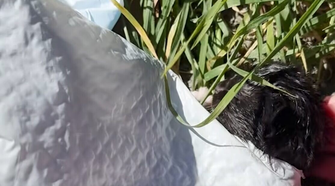 ゴミ袋 子猫 遺棄