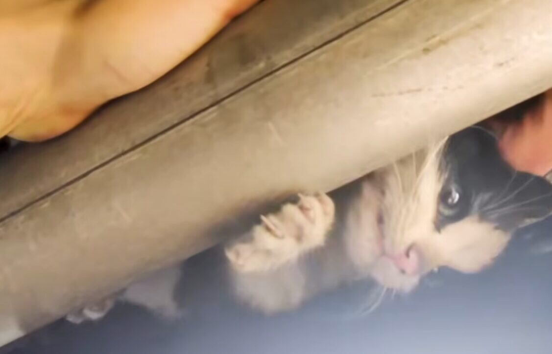 猫 救助 高速道路