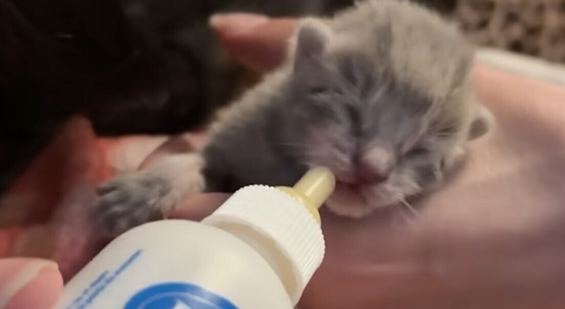 配達員 子猫