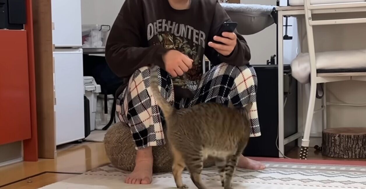 猫 夫 恋人同士
