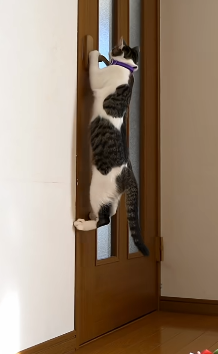 ドア開け 猫
