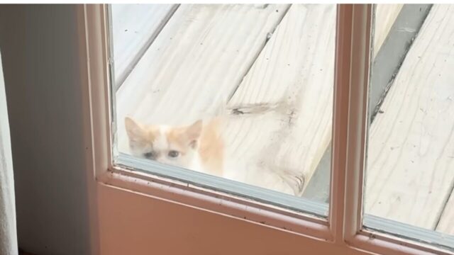 犬派の夫婦が滞在先で出会った小さな子猫、雨の夜のお世話から深い絆が生まれて――？