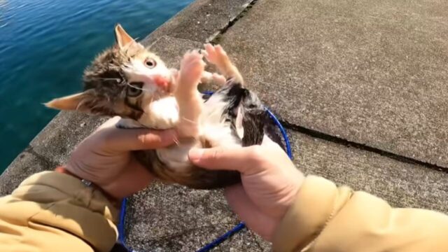 イカ釣り　子猫　救助
