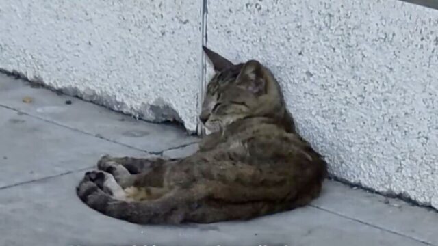 「最後にご飯食べたの、いつだったかニャ…」緊急レスキュー！餓死寸前だった命が救われた猫ちゃんの物語