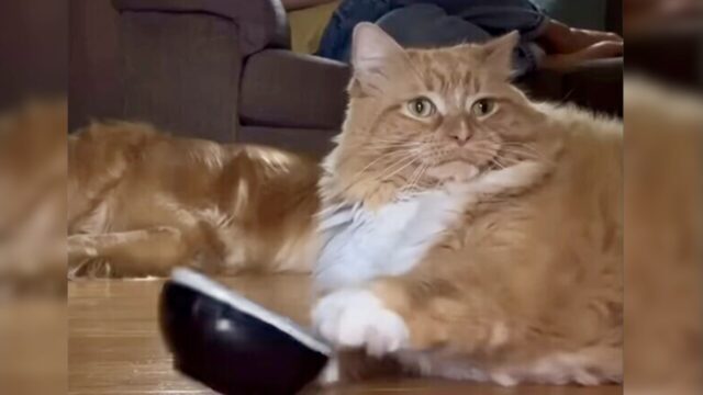 ねこナビ｜猫専門メディア