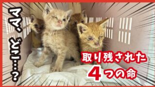 倉庫　子猫　保護