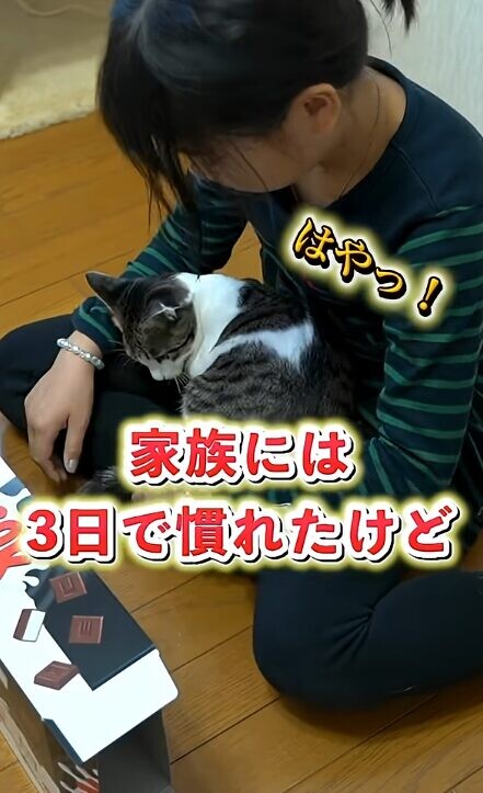 ドア開け 猫