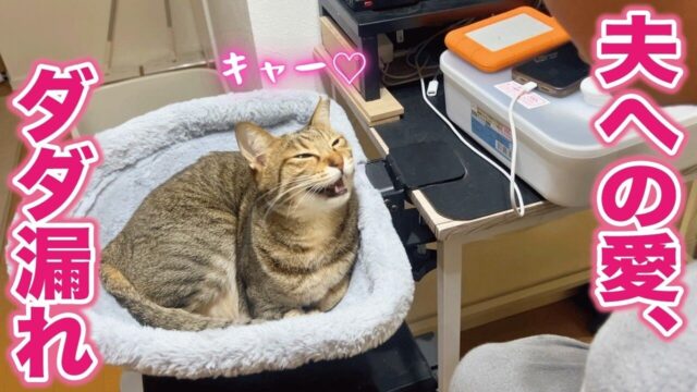 完全に恋する乙女！旦那さんしか見えていない猫…熱い視線と猛アピールがかわいすぎた