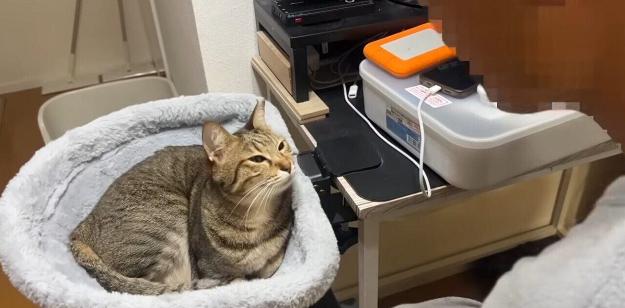 猫 夫 恋人同士