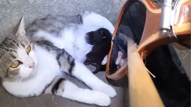 路上で出産した野良猫を緊急保護！我が子を守り威嚇する母猫と子猫の救出劇