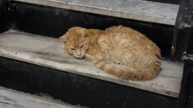 やせ細った毛玉だらけの猫…毛刈りと共につらい過去を捨ててふわふわ幸せ猫に！