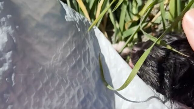 ゴミ袋の中に生後間もない4匹が…非道な遺棄から子猫を救い出した女性の奮闘