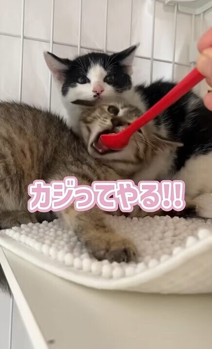 ちゅ~る 子猫