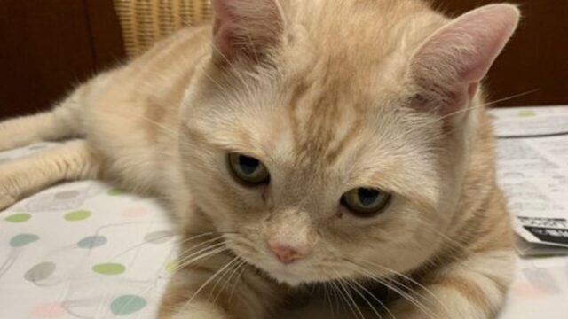 突然、後ろ足が動かなくなった愛猫　猫には稀な「馬尾症候群」を乗り越えるまで