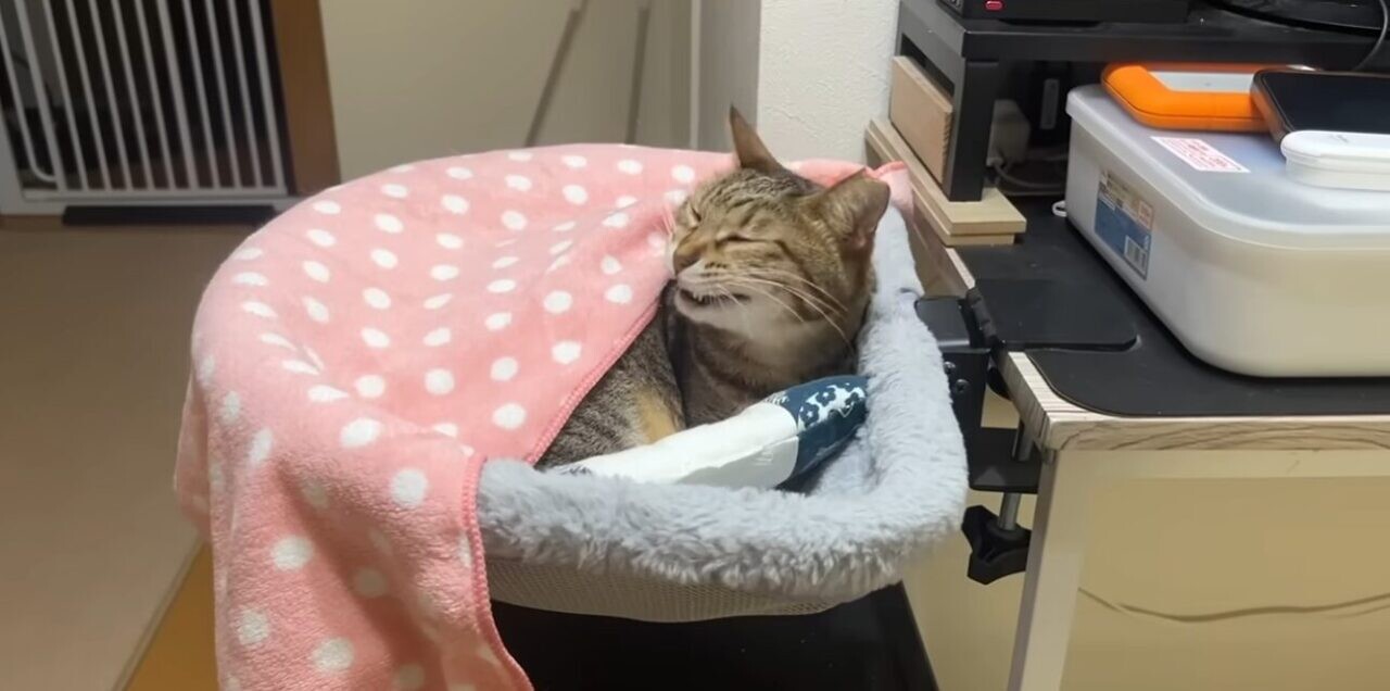 猫 夫 恋人同士