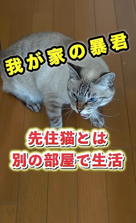 ドア開け 猫