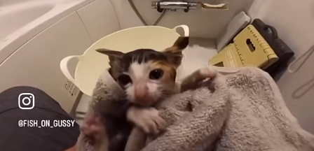 イカ釣り 子猫 救助