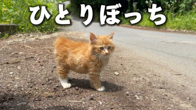 道路脇でひとりぼっちだった子猫　保護された瞬間から甘えん坊全開