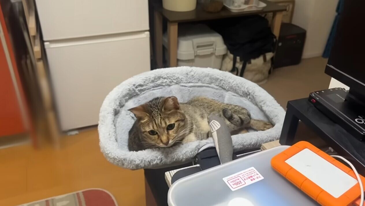 猫 夫 恋人同士