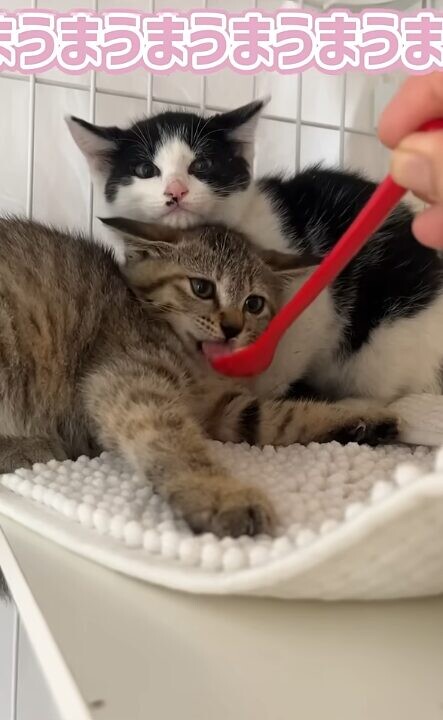 ちゅ~る 子猫