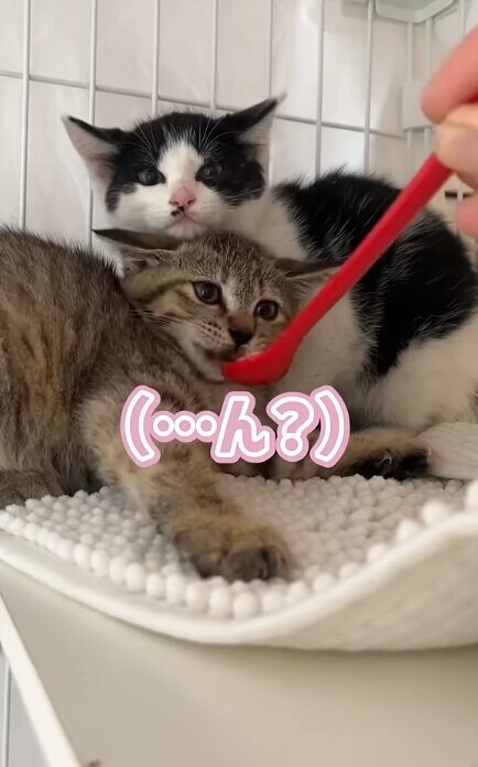 ちゅ~る 子猫
