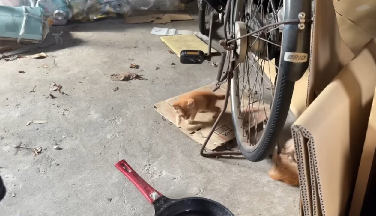 倉庫 子猫 保護