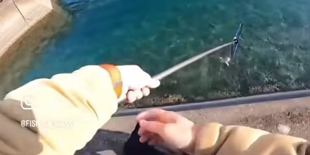 イカ釣り 子猫 救助